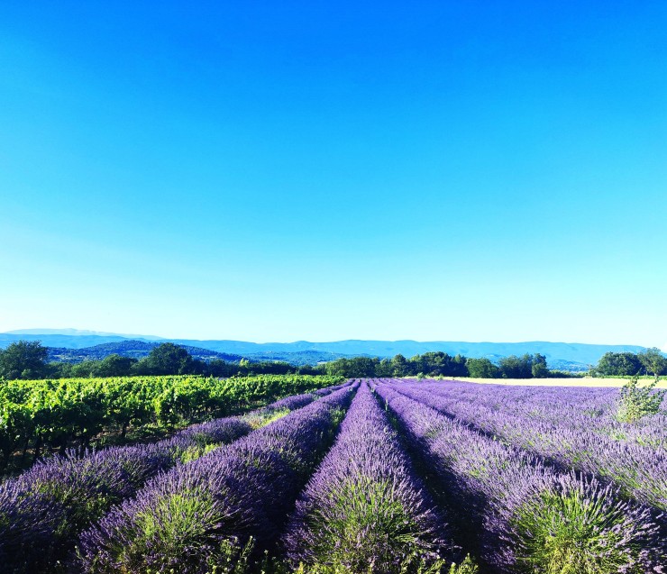 Tour privé les lavandes et l'Abbaye de Sénanque