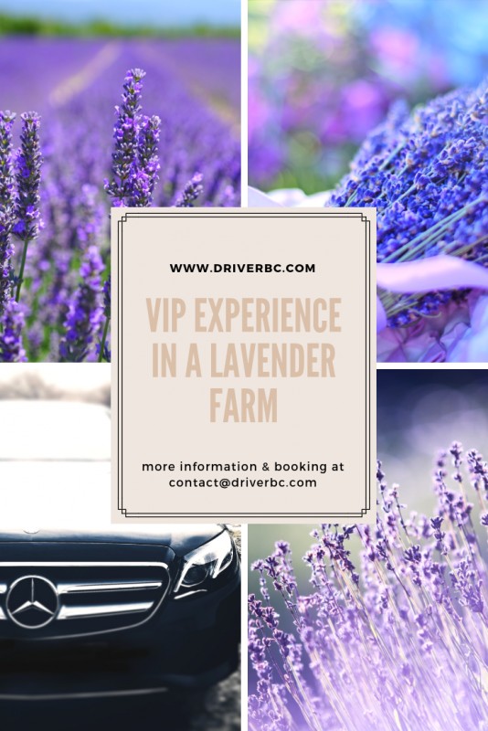 Experience unique dans une domaine lavandicole !