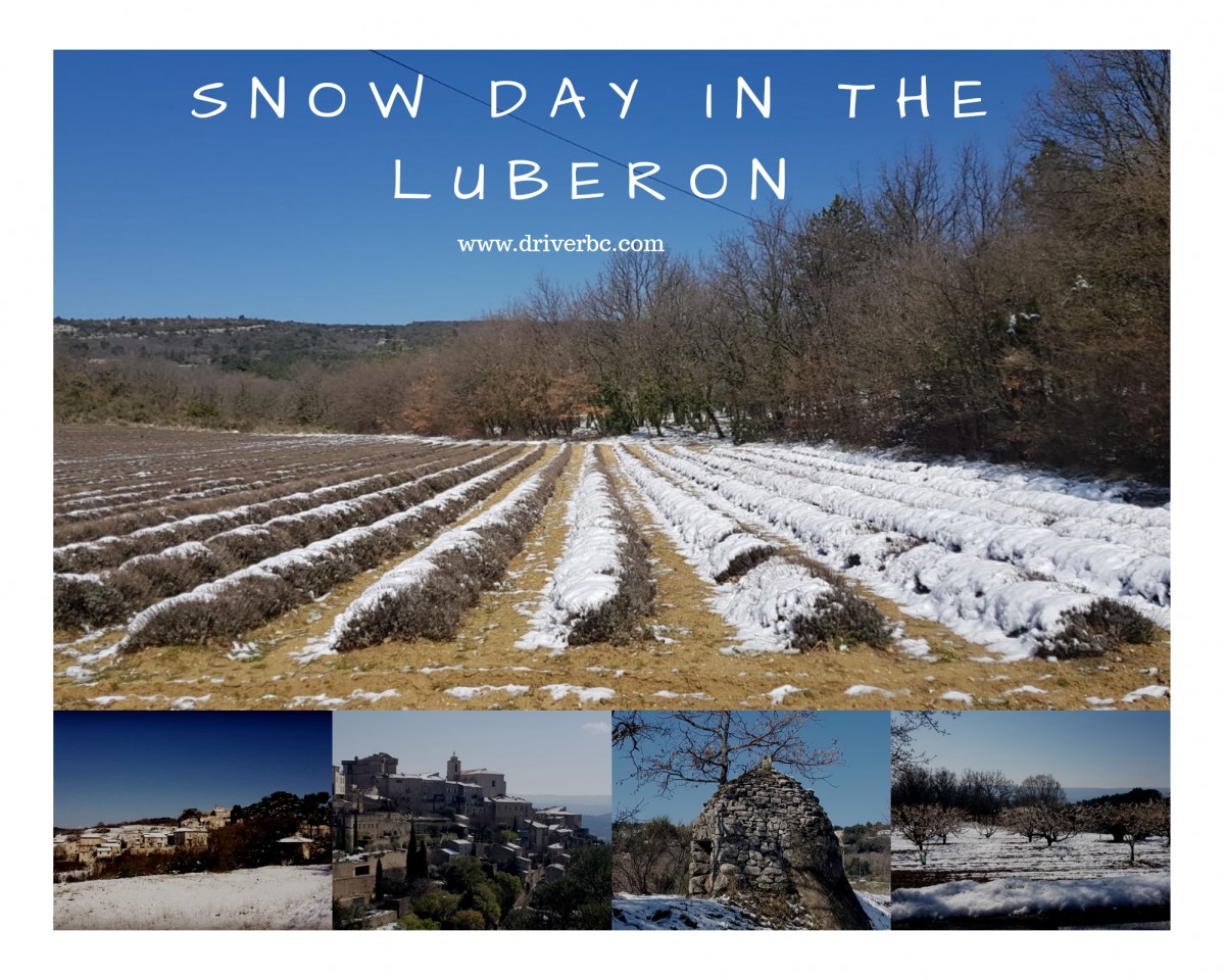 Neige sur les champs de lavande