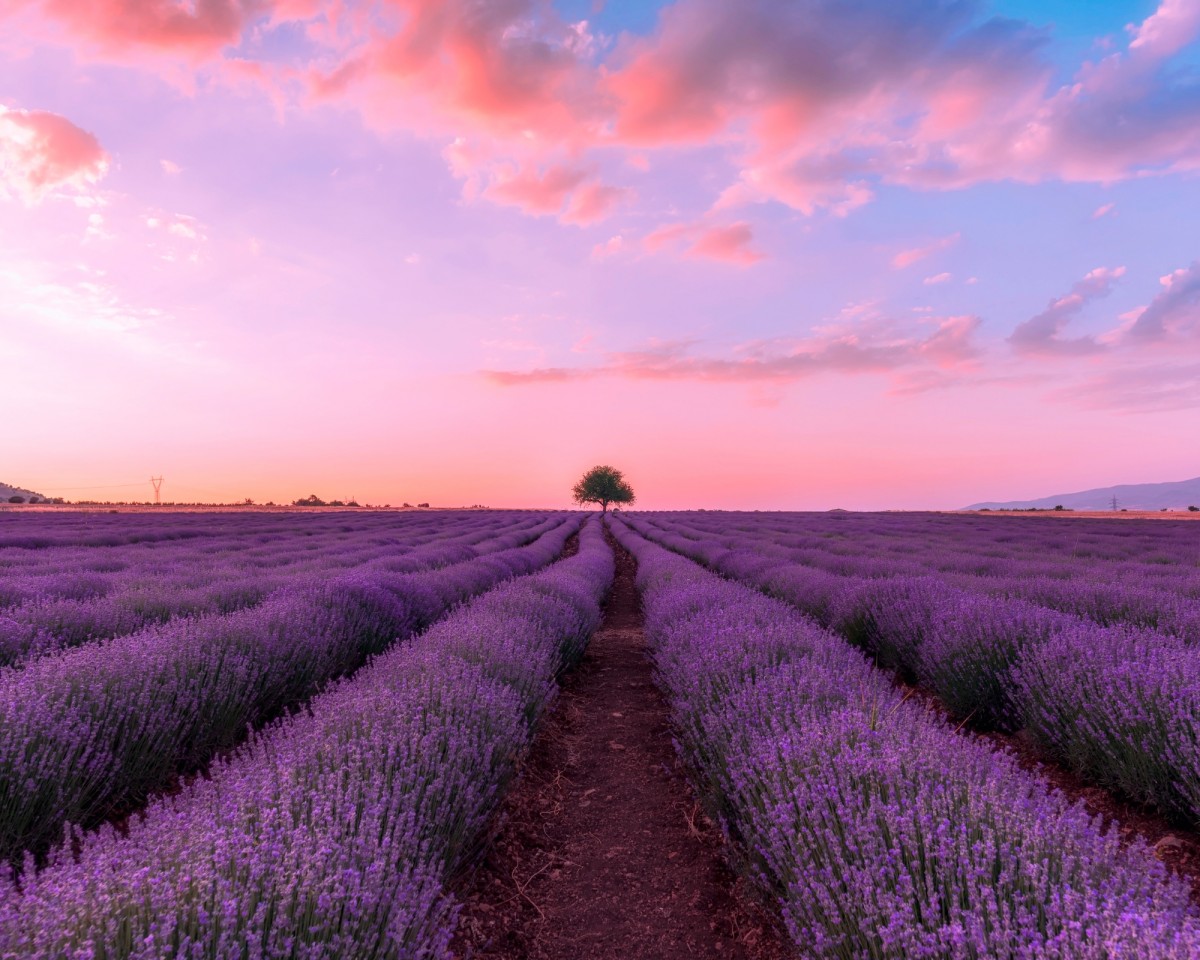 Lavender full day tour in Provence !