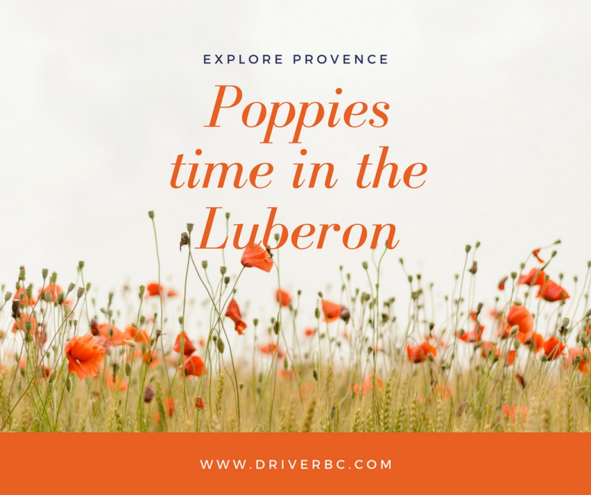 La saison des coquelicots dans le Luberon !