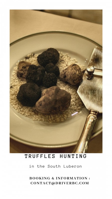 Truffle hunting in the South Luberon