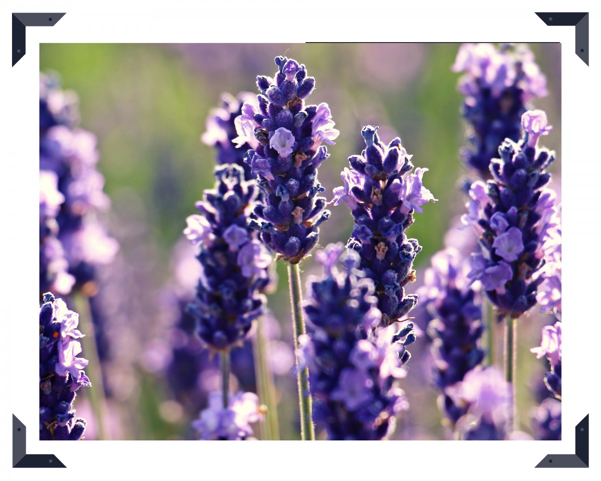 The lavender is blooming in Provence !