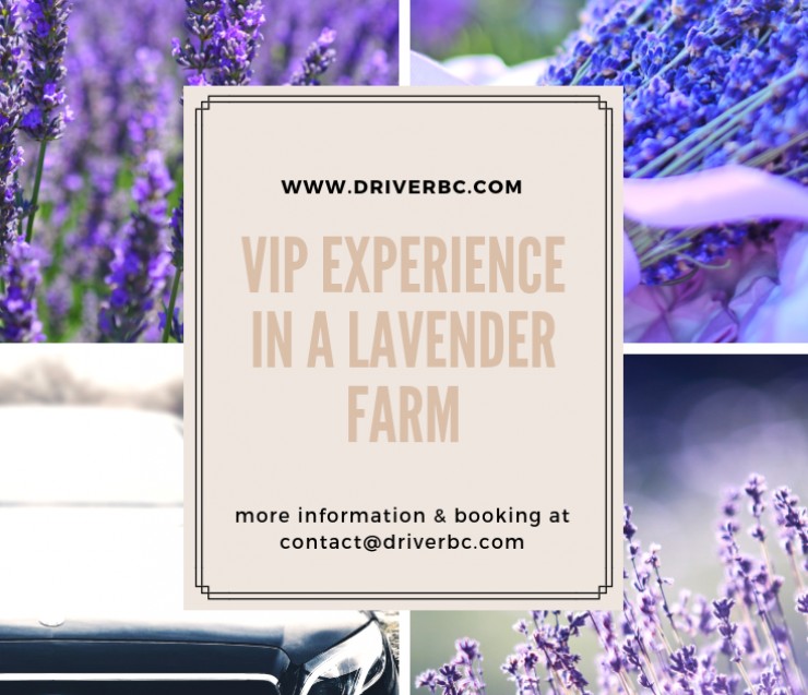 Unique VIP Experience in a lavender farm 