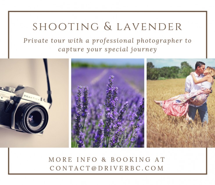 Profesionnal Shooting in the lavender fields