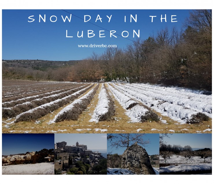 Snowfall in the lavender fields in the Luberon !