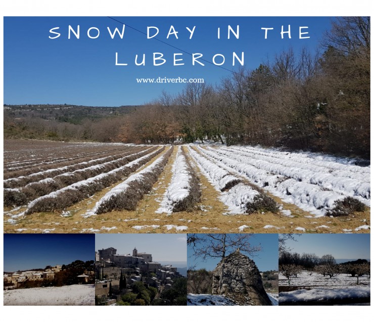 Neige sur les champs de lavande