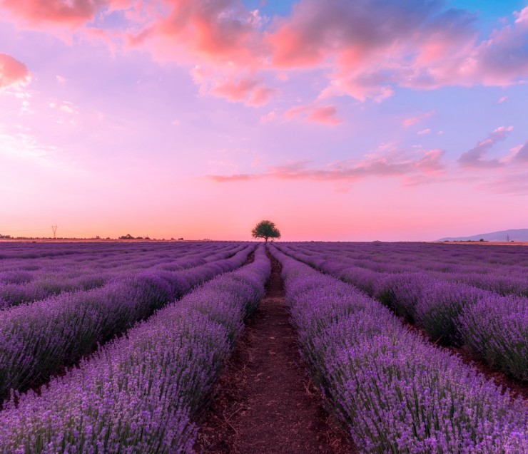 Lavender full day tour in Provence !