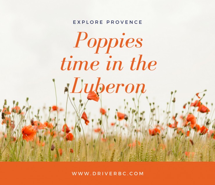 La saison des coquelicots dans le Luberon !