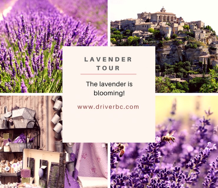 The lavender is blooming !
