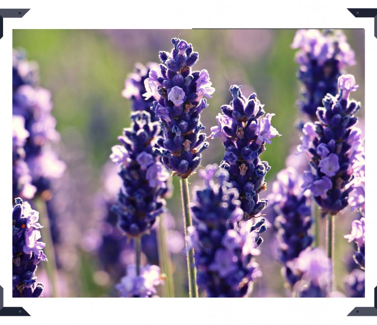 The lavender is blooming in Provence !