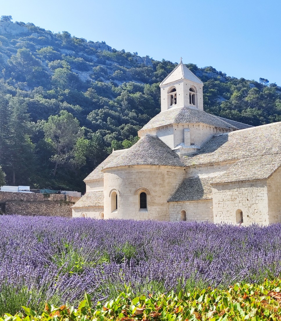 Private tour Lavender fields and Abbey of Senanque