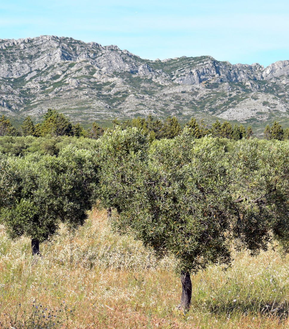 Tour Saint-Rémy de Provence & Baux de Provence