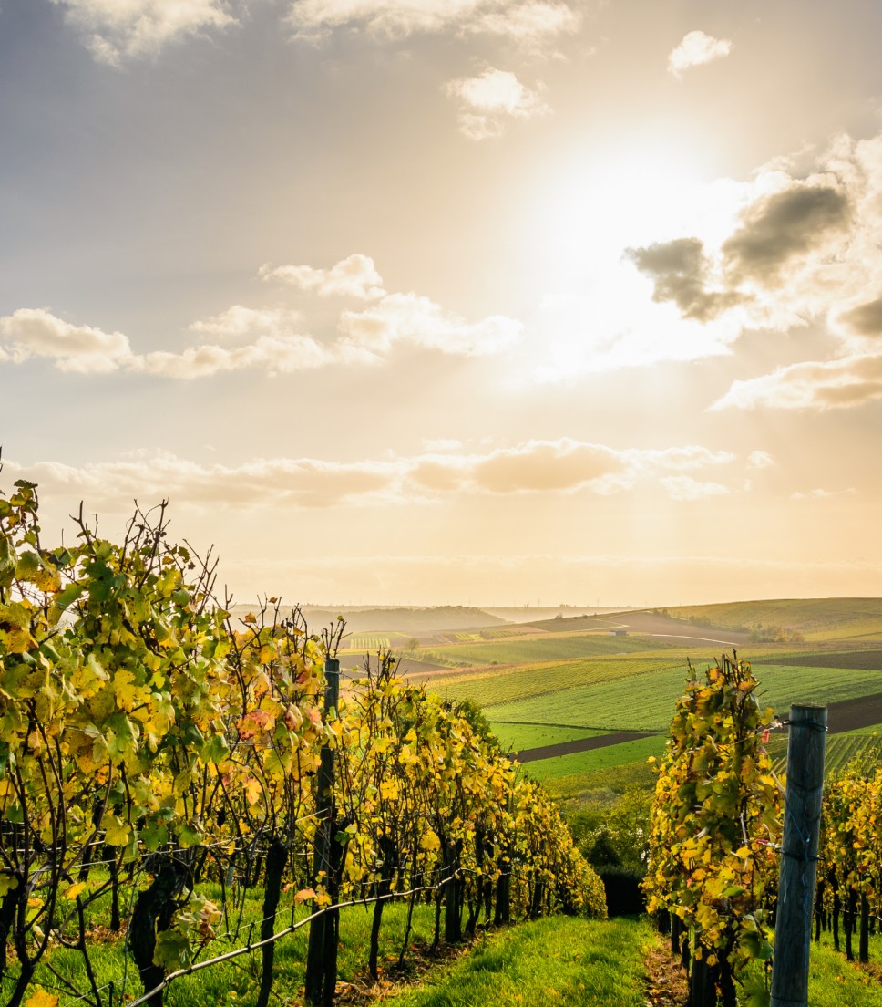 Tour Wine tasting Châteauneuf-du-Pape and Luberon