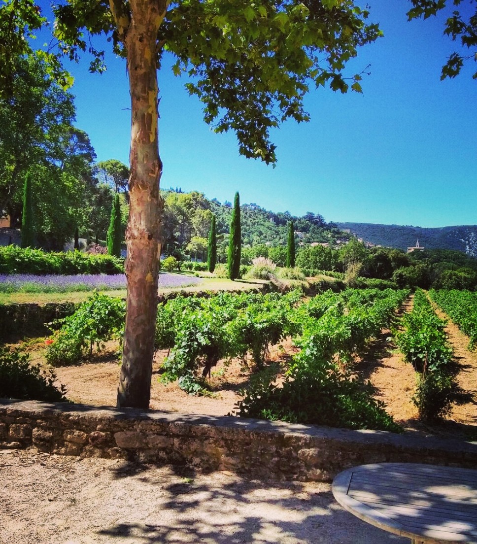 Private tour wine & olive oil in the Luberon