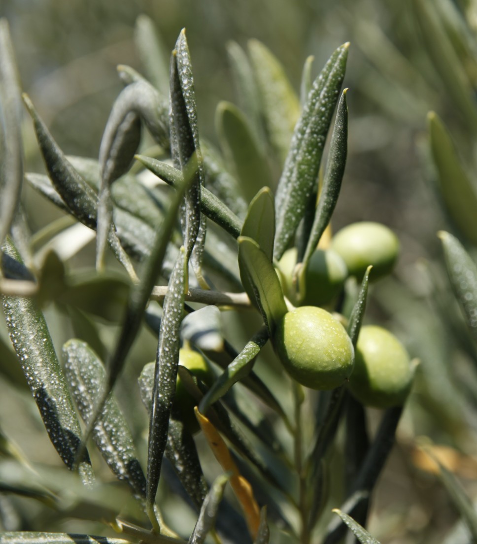 Tour privé vin et huile d'olive Luberon