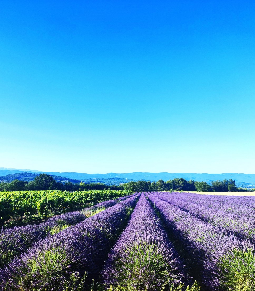 Private tour Lavender fields and Abbey of Senanque