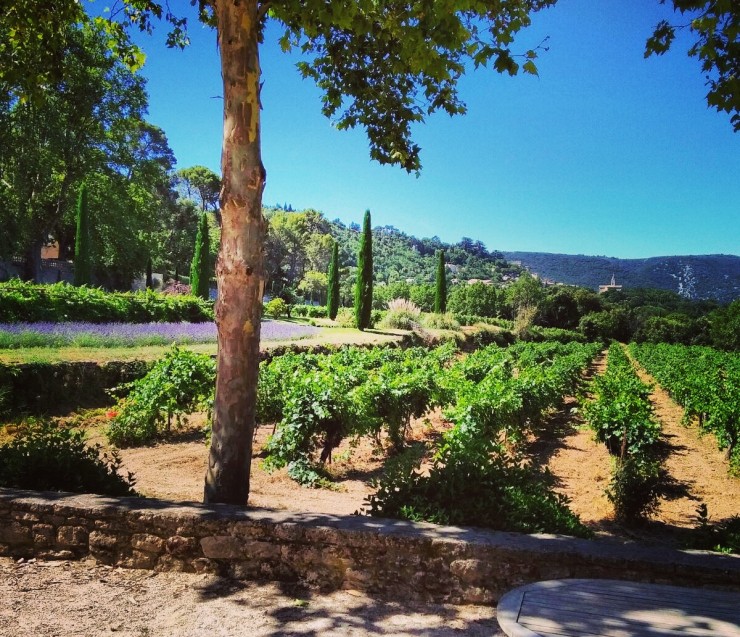 Private tour wine & olive oil in the Luberon